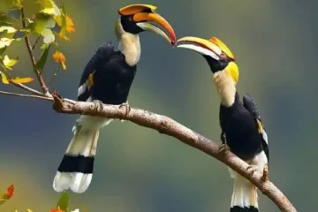 wildlife sanctuaries of Arunachal Pradesh